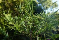 Green Giant: Discover The Beauty Of Cryptomeria Plant