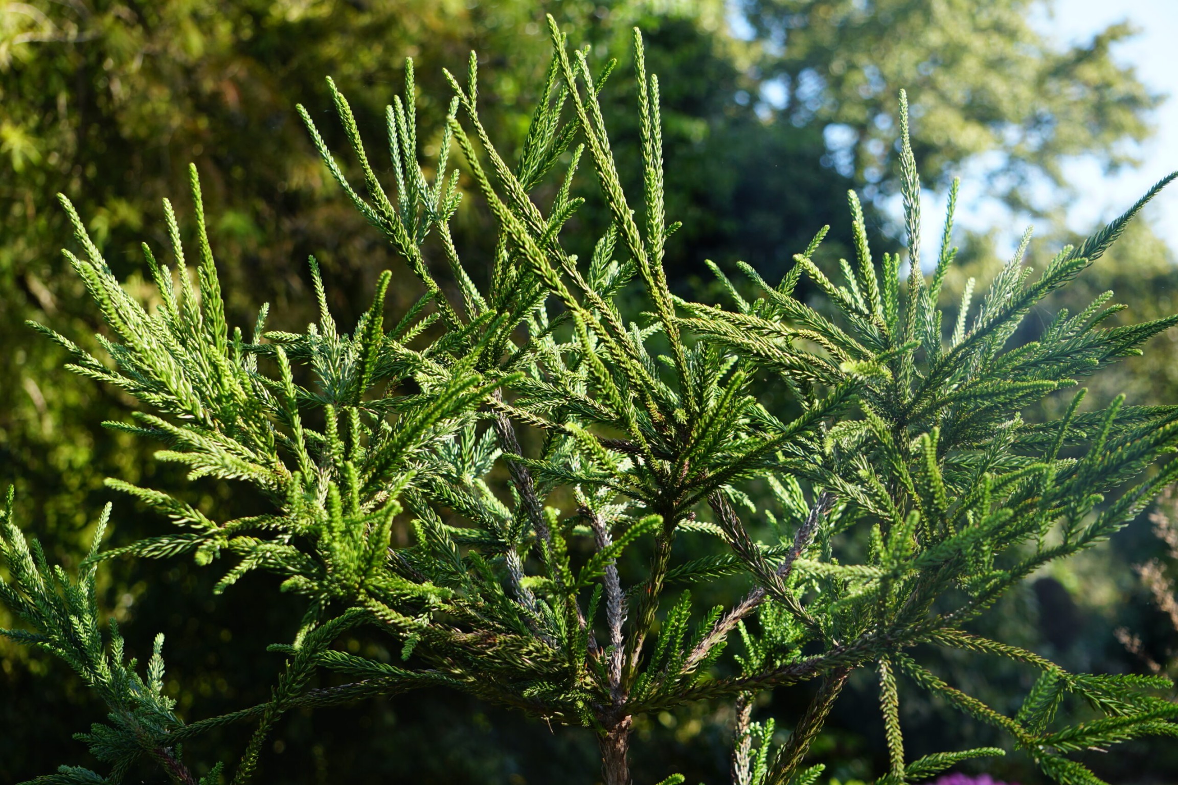 image.title Japanese Cryptomeria  Home & Garden Information Center image