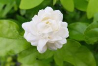 Discover The Beauty Of Jasminum Plant In Your Garden