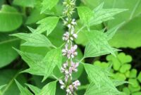 Motherwort: A Healing Herb For Women