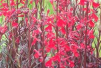 Lobelia Cardinalis: A Vibrant Addition To Your Garden