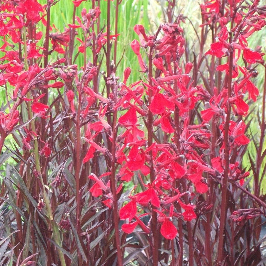 image.title Lobelia cardinalis 