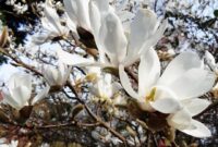 Yulan Magnolia: A Stunning Ornamental Plant