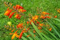 Montbretia: A Vibrant And Hardy Garden Plant