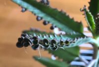 Mother Of Millions: A Hardy And Unique Succulent