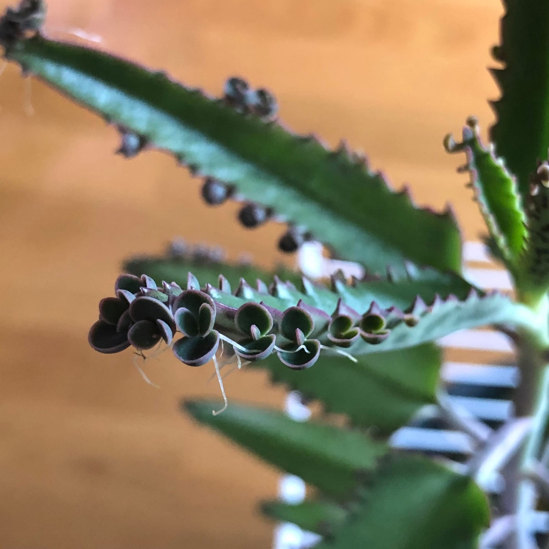 image.title Mother of Millions Care Guide! image