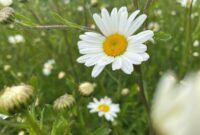 Beautiful Oxeye Daisy: A Delightful Addition To Your Garden