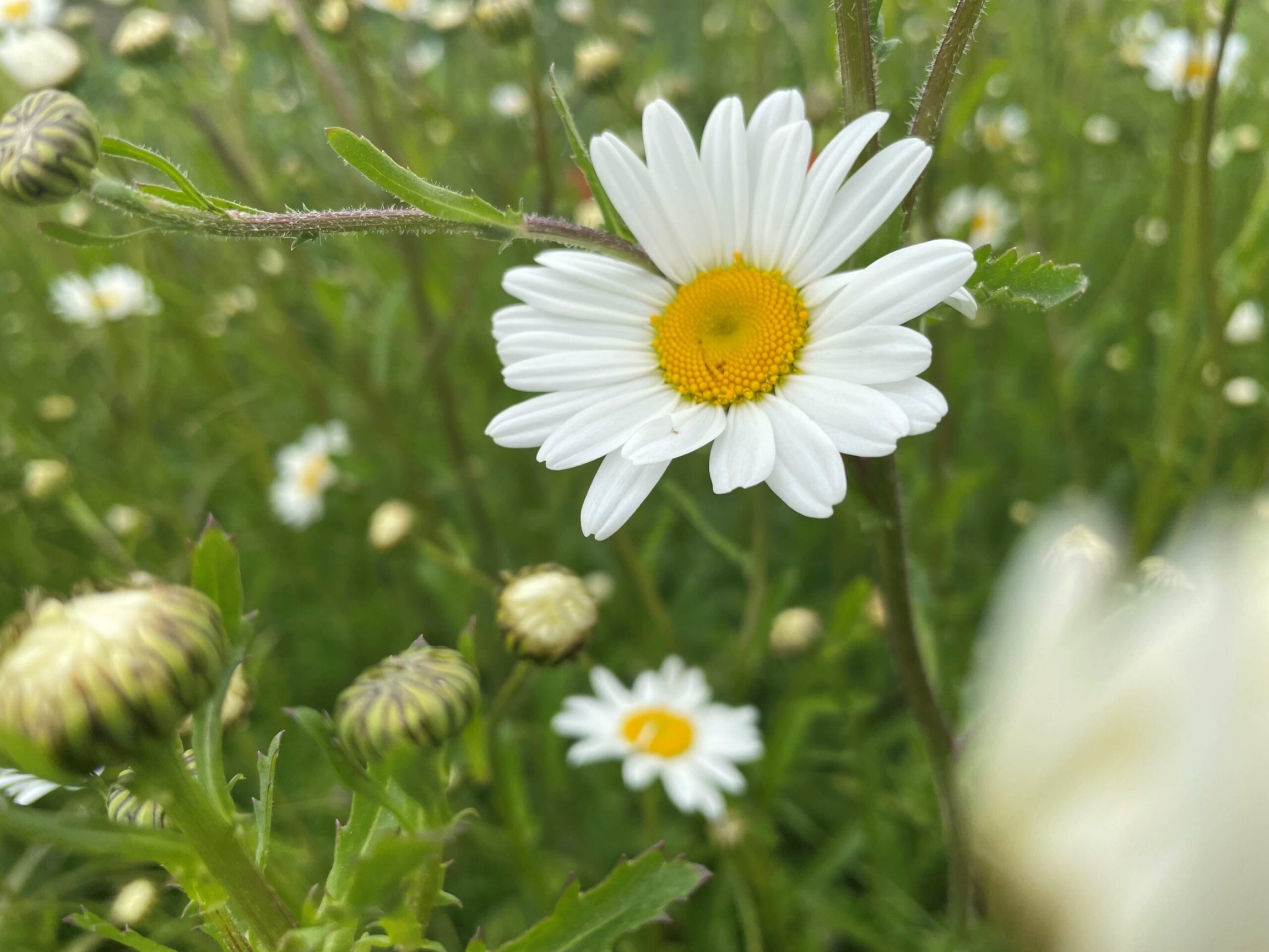 image.title Oxeye Daisy (Leucanthemum vulgare)  Naturescape image