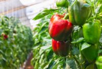 Growing And Caring For Pepper Plants