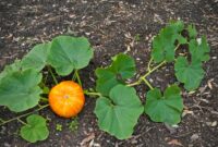 The Versatile Pumpkin Plant: A Gardener’s Guide