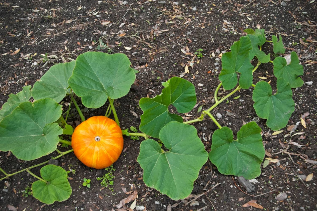 image.title Pumpkin Fertilizer: How to Get the Best Growth – Humboldts Secret  image