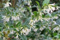 Sarcococca: Fragrant Winter Blooms For Your Garden