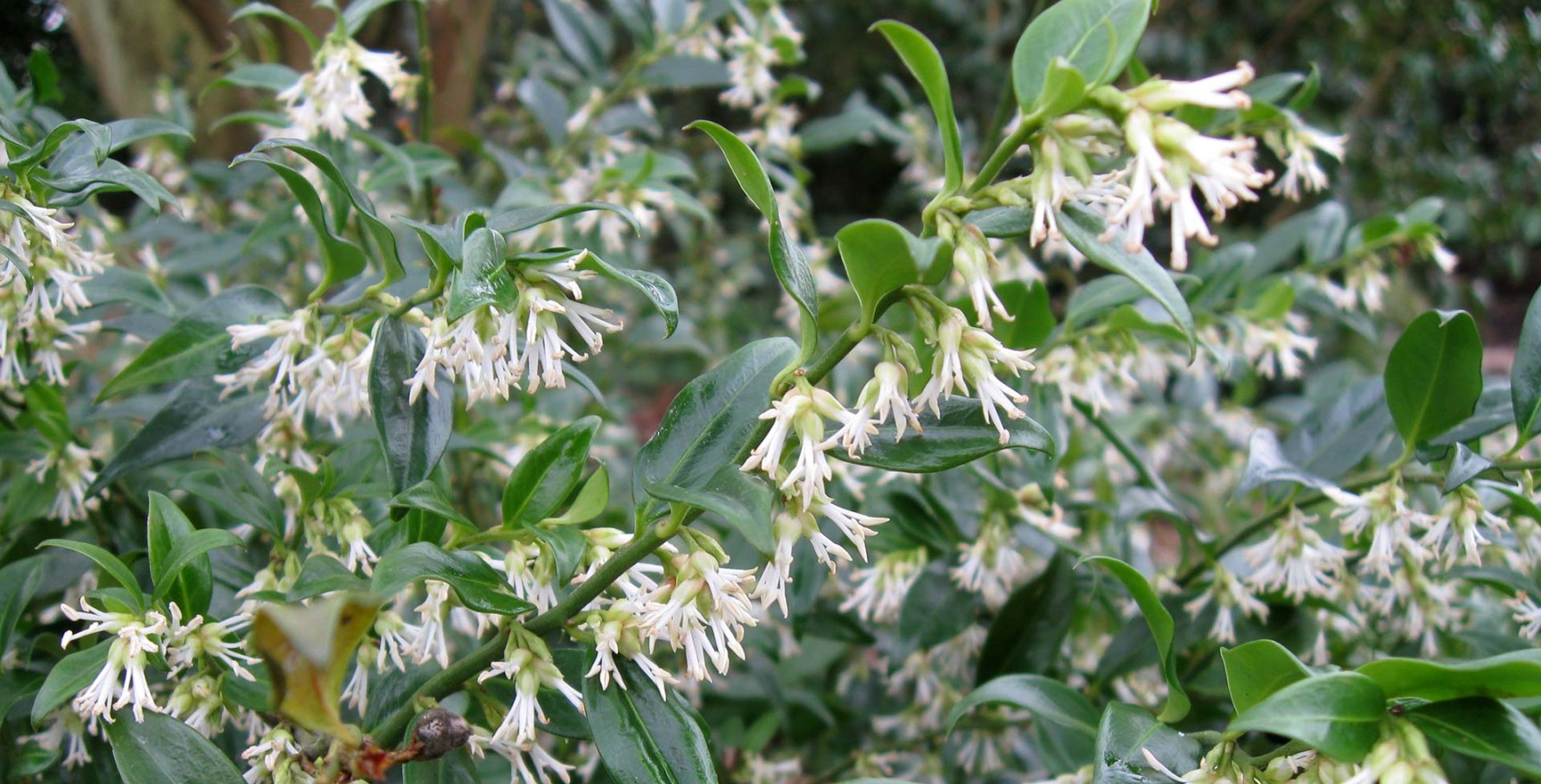 image.title Sarcococca / RHS Gardening image