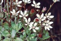 Saxifrage: A Hardy And Beautiful Ground Cover Plant