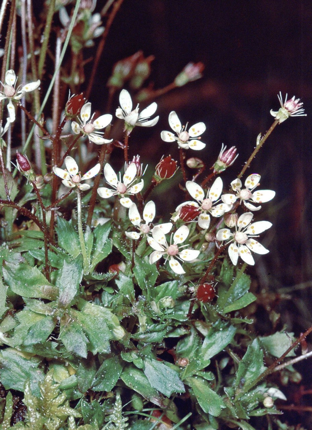 image.title Saxifrage  Alpine, Perennial, Rock Garden  Britannica image