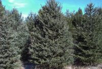 Picea Glauca: A Hardy And Beautiful Evergreen Tree