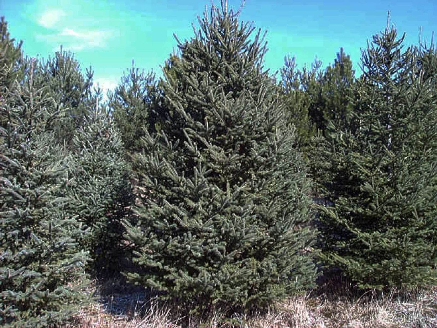 image.title Species Spotlight - White Spruce - Edge Of The Woods Native Plant  image