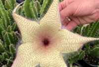 Giant Starfish Flower: Stapelia Gigantea