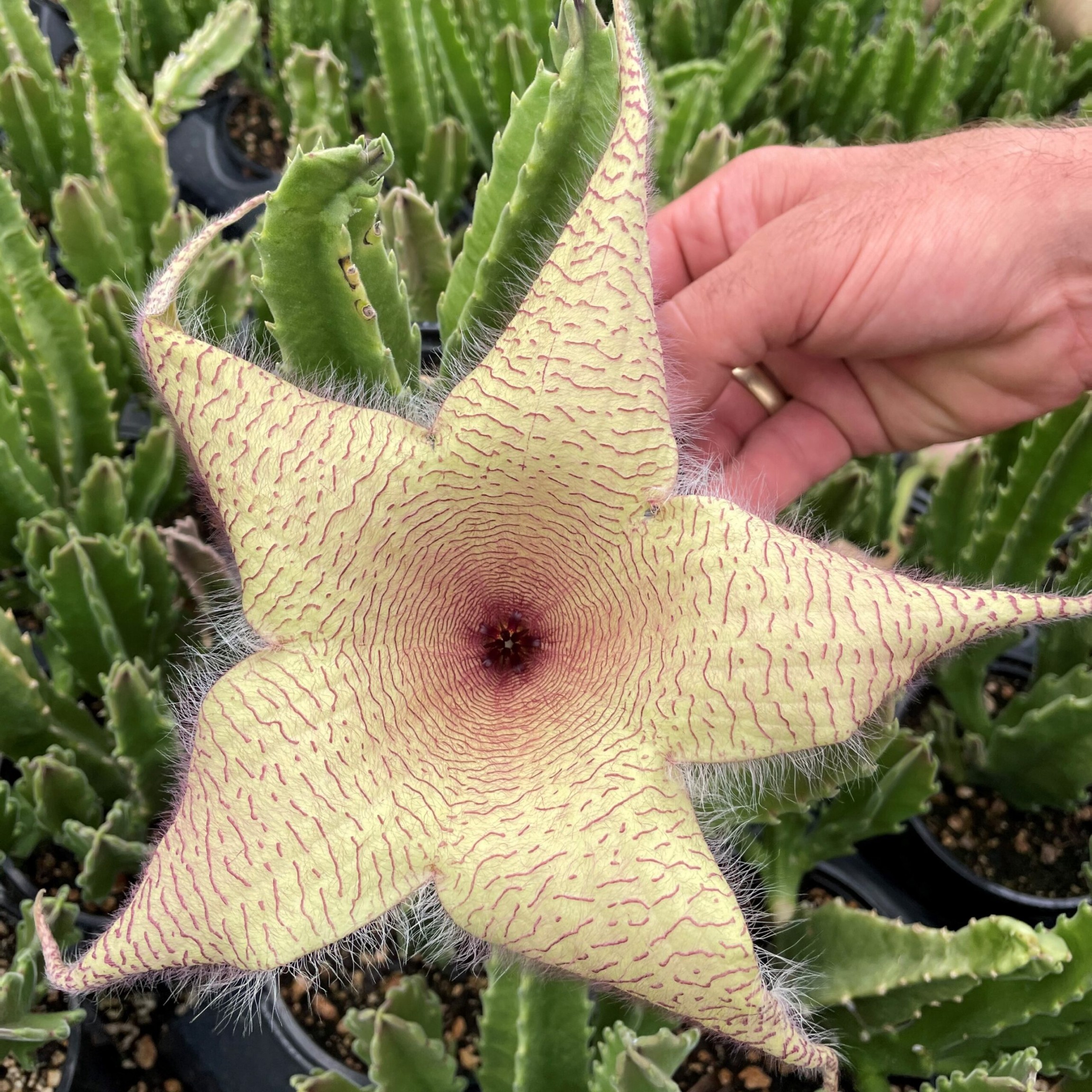 image.title Stapelia gigantea – Zulu Giant, Carrion Flower - Buy Now! image