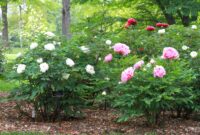 Discover The Beauty Of Tree Peony Plants