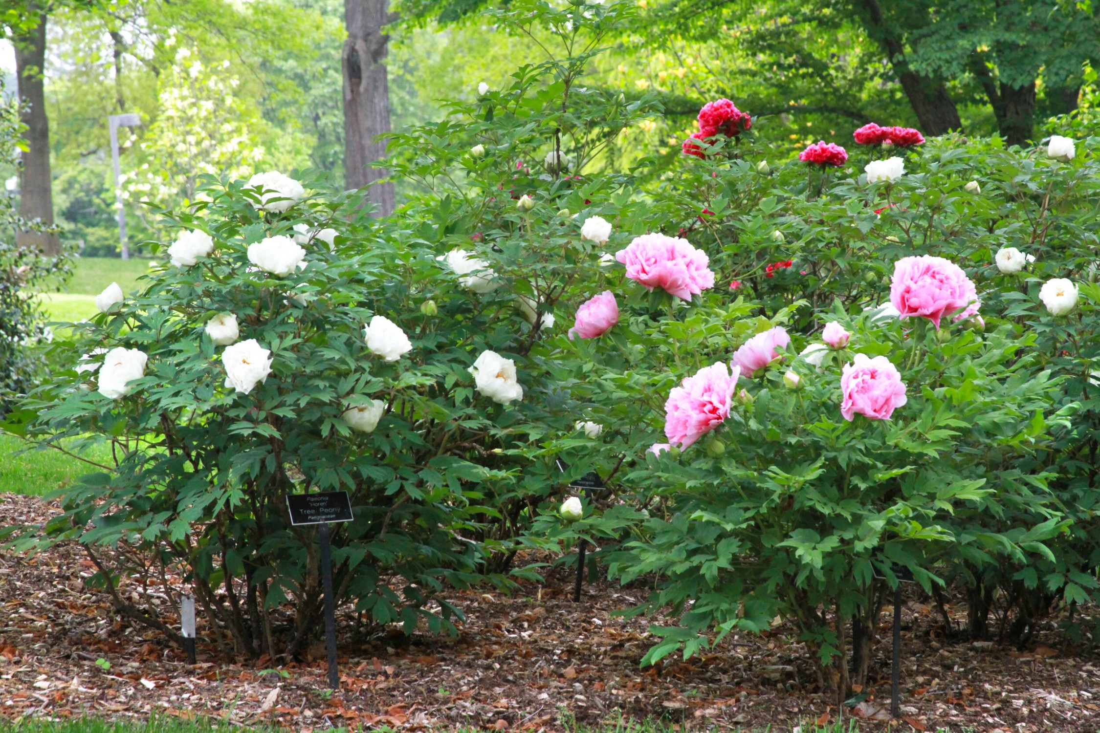 image.title Tree Peony: How to Plant and Grow and Care for Woody Peonies  image