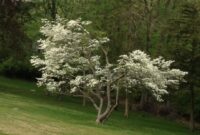 Flowering Dogwood: A Stunning Addition To Your Garden