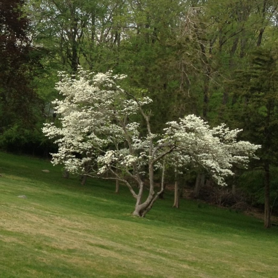 image.title Trees – Cornus florida – Flowering Dogwood image