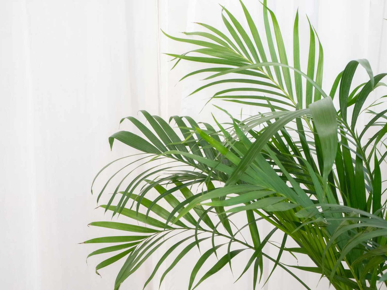 image.title Types of Palm Plants to Grow Indoors image