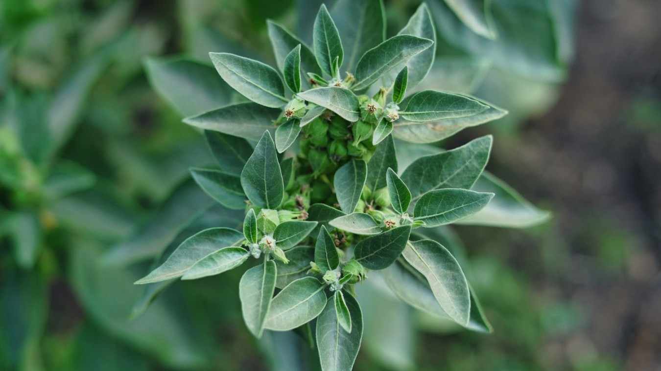 image.title Uses, Benefits, and Growing Ashwagandha — Sacred Blossom Farm image