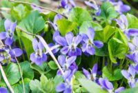 Viola Flower: A Petite Plant With Big Beauty