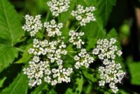 Deadly Water Hemlock Plant: A Lethal Threat