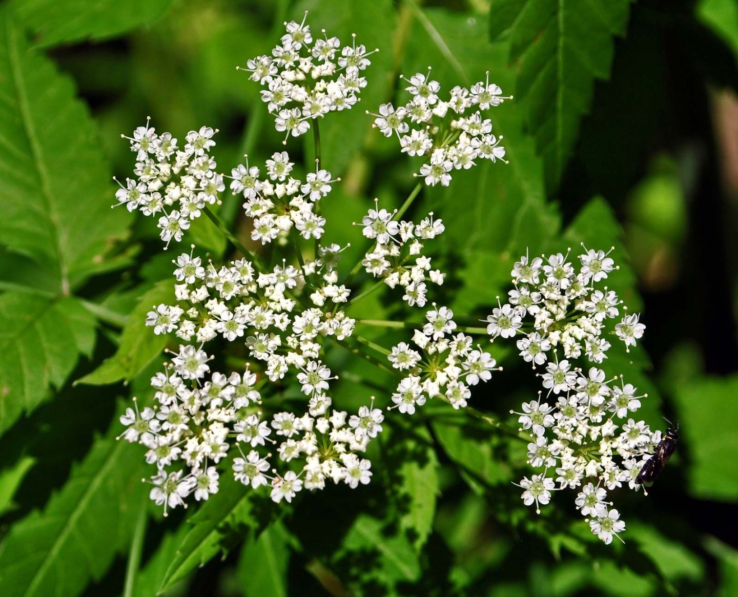 image.title Water hemlock  Poisonous, Toxic, Deadly  Britannica image