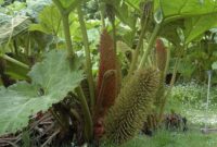 Massive Gunnera Plant: A Garden Giant