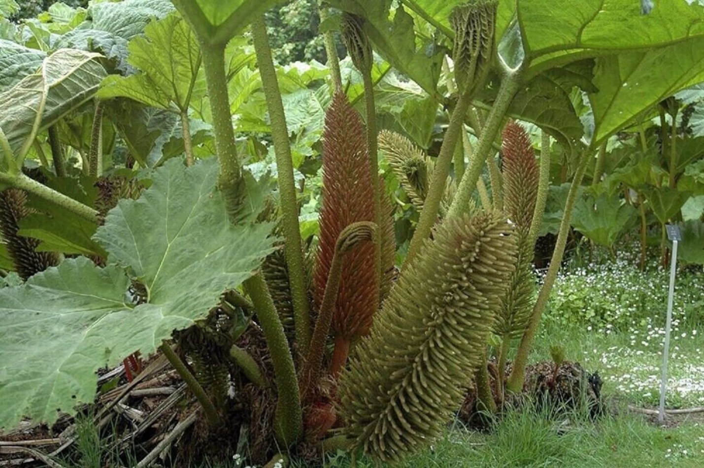 image.title Wild Thing – Living with my Gunnera manicata - Edmonds in Bloom image